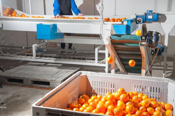 El trabajo de los cítricos —  Fotos de Stock