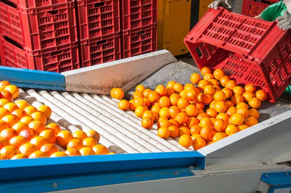 El trabajo de los cítricos —  Fotos de Stock