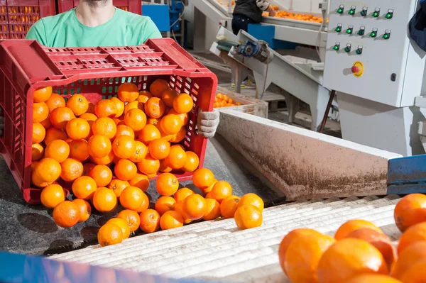 Pracovní citrusových plodů — Stock fotografie