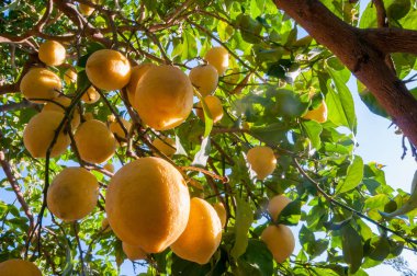 limon ağacı üzerinde