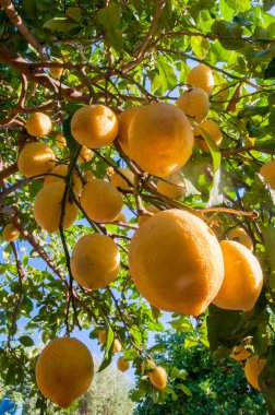 limon ağacı üzerinde