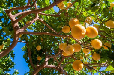 limon ağacı üzerinde