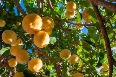 limon ağacı üzerinde