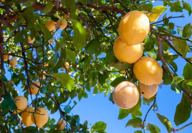 limon ağacı üzerinde