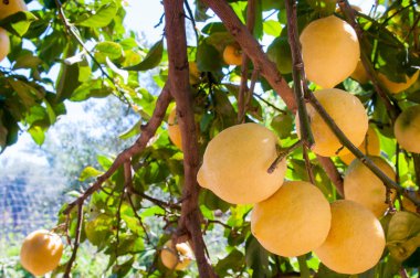 limon ağacı üzerinde