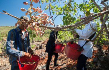 Fıstıklı hasat mevsimi