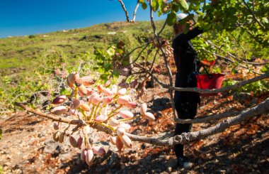 Fıstıklı hasat mevsimi