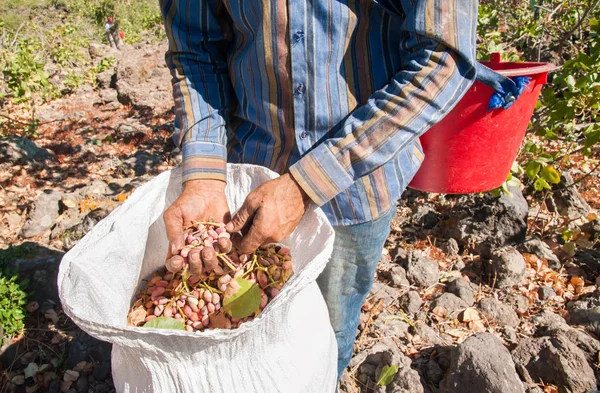 Fıstıklı hasat mevsimi
