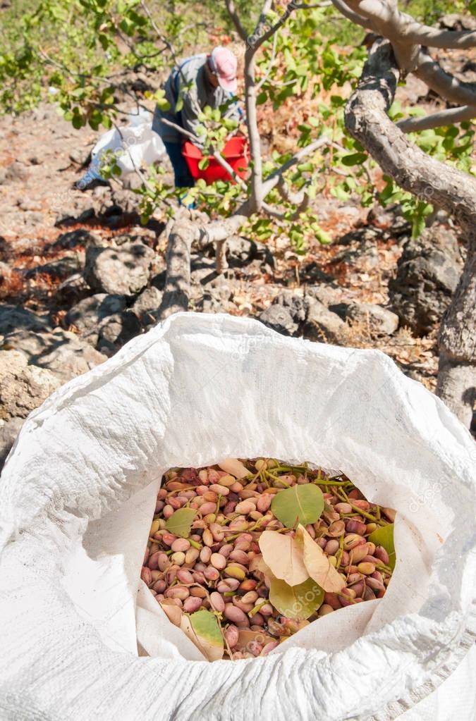 Pistachio harvest season