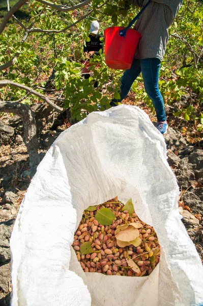 Fıstıklı hasat mevsimi