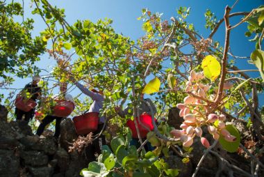 Fıstıklı hasat mevsimi