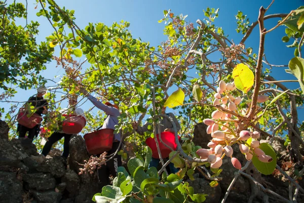 Fıstıklı hasat mevsimi