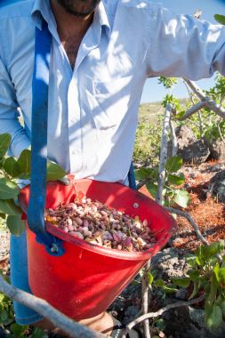 Fıstıklı hasat zamanı