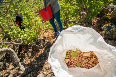 Fıstıklı hasat mevsimi