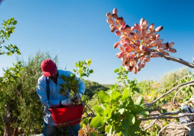 Fıstıklı hasat mevsimi