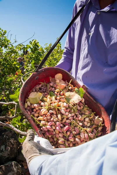 Fıstıklı hasat mevsimi