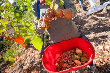 Fıstıklı hasat mevsimi