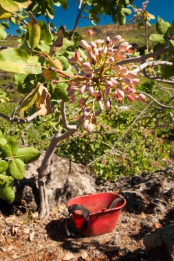 Fıstıklı hasat mevsimi