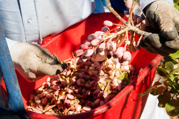 Temporada de cosecha de pistacho — Foto de Stock