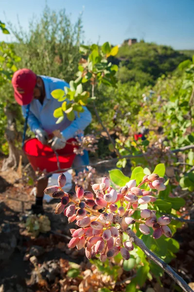 Fıstıklı hasat mevsimi