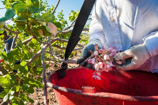 Fıstıklı hasat mevsimi