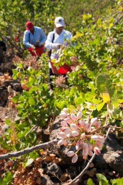 Fıstıklı hasat mevsimi
