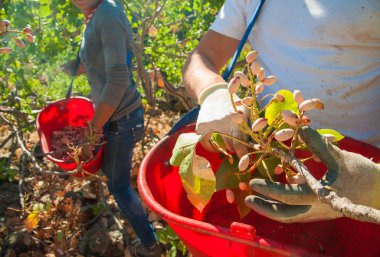 Fıstıklı hasat mevsimi