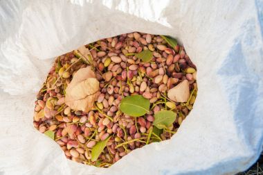 Fıstıklı hasat mevsimi