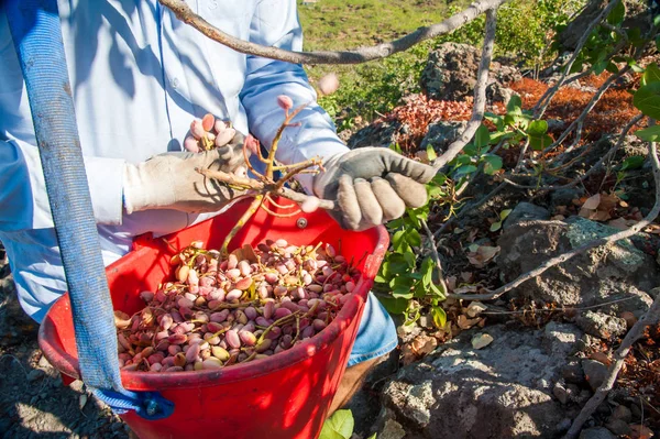 Fıstıklı hasat zamanı