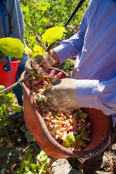Fıstıklı hasat mevsimi