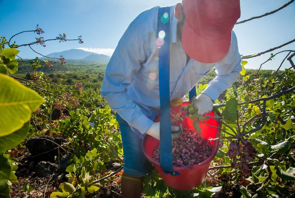 Fıstıklı hasat mevsimi