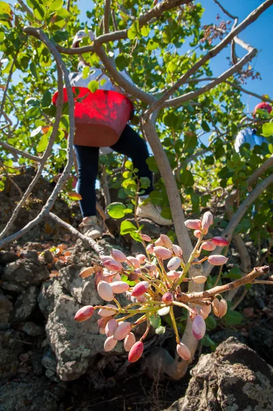 Fıstıklı hasat mevsimi