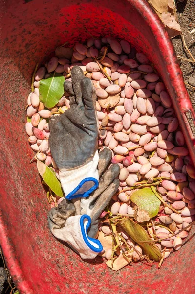 Fıstıklı hasat mevsimi