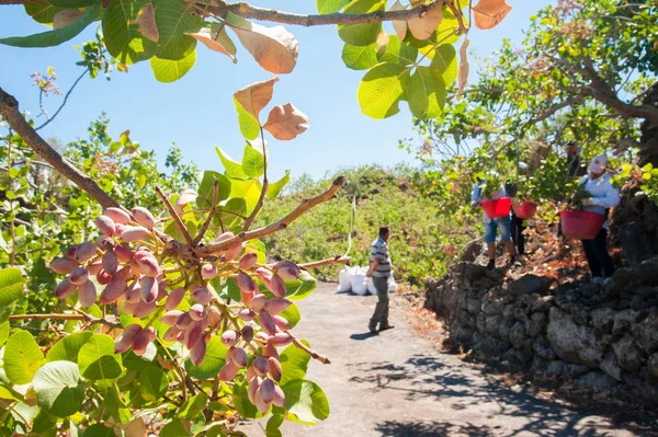 Fıstıklı hasat mevsimi