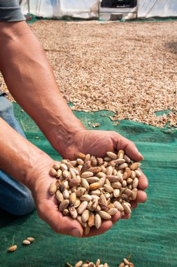 Fıstıklı hasat mevsimi