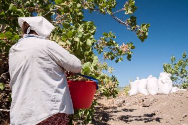 Fıstıklı hasat mevsimi