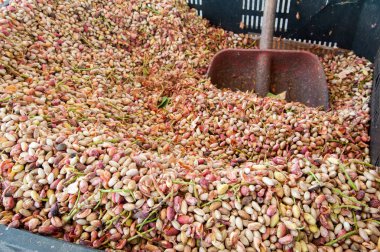 Fıstıklı hasat mevsimi