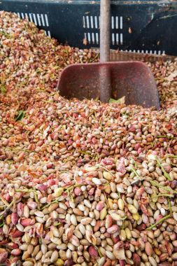 Fıstıklı hasat mevsimi