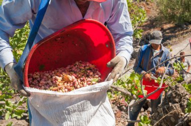 Fıstıklı malzeme çekme zamanı