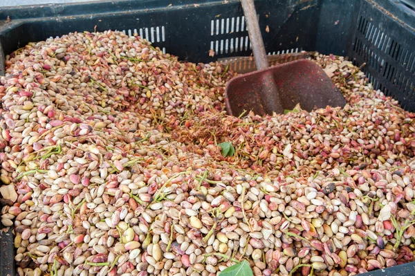 Fıstıklı hasat mevsimi