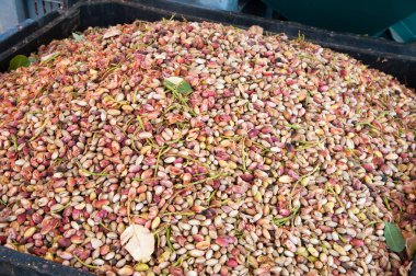 Pistachio harvest season clipart