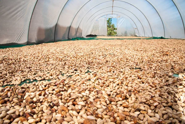 Fıstıklı hasat zamanı