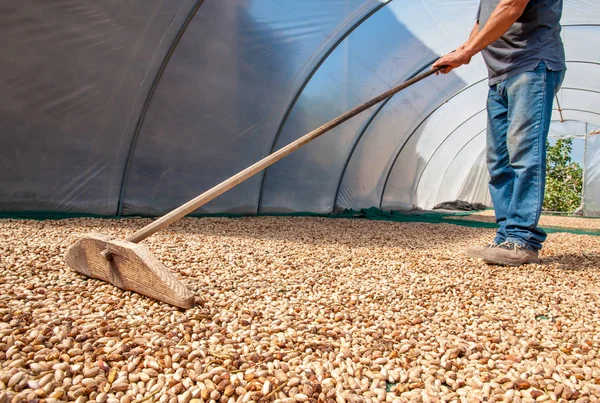 Fıstıklı hasat mevsimi