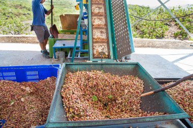 Fıstıklı hasat mevsimi
