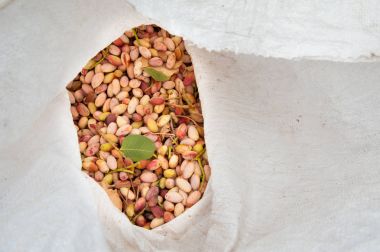 Fıstıklı hasat mevsimi