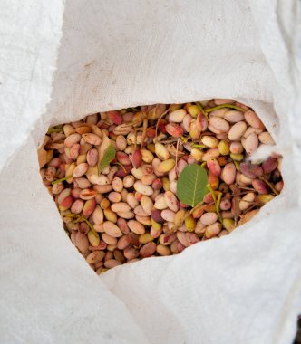 Fıstıklı hasat mevsimi