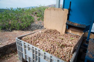 Fıstıklı hasat mevsimi