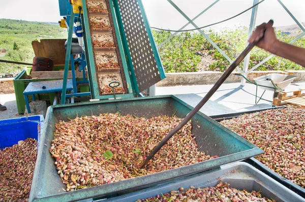 Fıstıklı hasat mevsimi