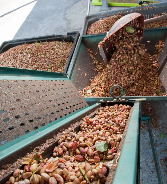 Temporada de cosecha de pistacho — Foto de Stock