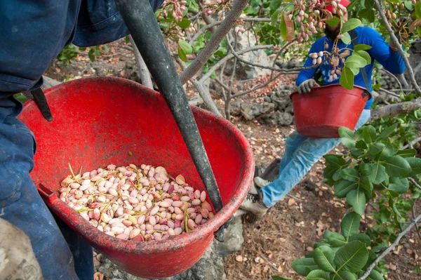 Fıstıklı hasat mevsimi